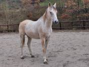 Cheval pur sang arabe