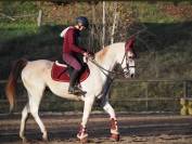 Cheval pur sang arabe