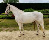 Hongre de 10 ans CSO