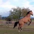 Jument selle français 