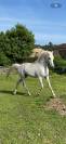 Etalon Arabe à vendre - 7 ans
