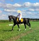 Zwarte Gelderse merrie