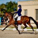 Cheval  de dressage 