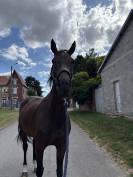 Jument selle français CSO