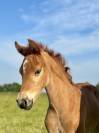 Poulain PFS par Quabar des Monceaux 