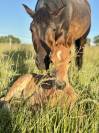 Poulain PFS par Quabar des Monceaux 