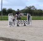 Mare New Forest For sale 2020 Grey