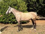 Mare New Forest For sale 2020 Grey