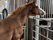 Splendide Poulain mâle etalonable 