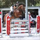 À VENDRE Gaoyao du Nevez 9 ans 