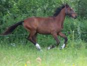 Pouliche SF ( Controe  x Champs Elysees x Le tot)