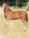 Poulain 2025 Itoki de riverland x cor de hus