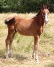 Poulain 2025 Itoki de riverland x cor de hus