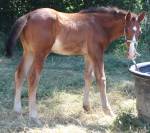 Poulain 2025 Itoki de riverland x cor de hus