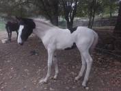 Poulain pie OC pour loisir sport elevage