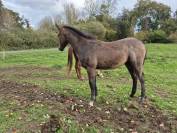 Poulin par grimsky semilly