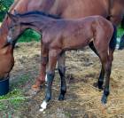 Poulin par grimsky semilly