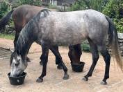 Mangalarga Marchador jument