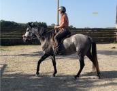 Mangalarga Marchador jument