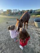 Mâle Connemara 4 ans 