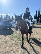 Mâle Connemara 4 ans 