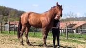IMPERIAL - PRE 3 ans, cheval d'avenir 