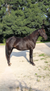 N' Joy, Superbe Quarter Horse Mâle de 2 Ans