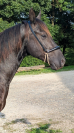 N' Joy, Superbe Quarter Horse Mâle de 2 Ans