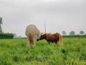Poney shetland hongre de 16 ans