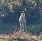 Veulen (ml) Franse rijpony PFS Te koop 2025 Bont