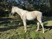 Veulen (ml) Franse rijpony PFS Te koop 2025 Bont