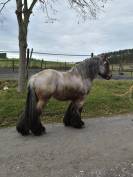 Joli cheval de trait Brabançon 4ans