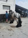 Joli cheval de trait Brabançon 4ans