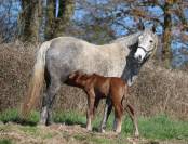 Poulinière connemara pleine