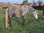 Poulinière connemara pleine