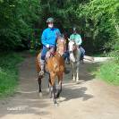 Hongre arabe 3,5 ans