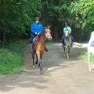 Hongre arabe 3,5 ans