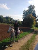 Hongre arabe 3,5 ans