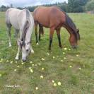 Hongre arabe 3,5 ans