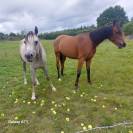 Hongre arabe 3,5 ans