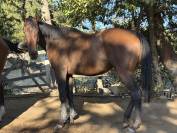 Magnifique jument 4 ans env 1m60 tous niveaux