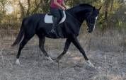 Cheval de Rêve Hongre Noir 1m80 5 ans 