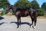 Cheval de Rêve Hongre Noir 1m80 5 ans 