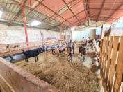Petite exploitation &agrave; vocation &eacute;levage avec atelier transforma