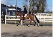 Super Gelding for Sale