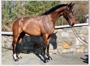 Super Gelding for Sale