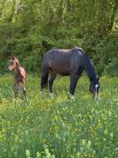 Yegua de ganadería Hannoveriano En venta 2019 Bayo moreno por CONTENDRO I