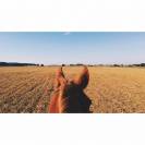 Apprentissage palefrenier-soigneur 