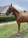 Hongre SF 6 ans pour amateur 