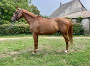 Hongre SF 6 ans pour amateur 